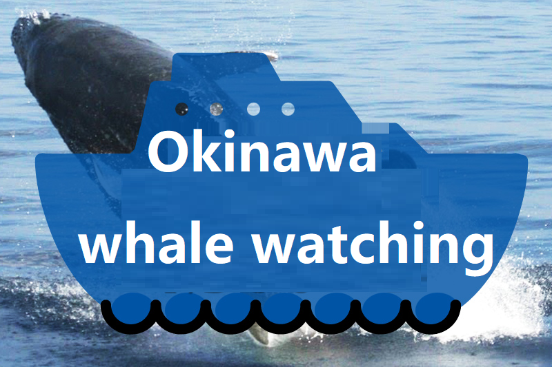 Naha/Chatan departure】Okinawa Whale Watching