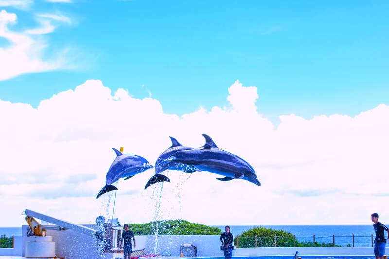 北部观光｜美之岛观光巴士一日游（Ａ路线）【不含美丽海水族馆门票】